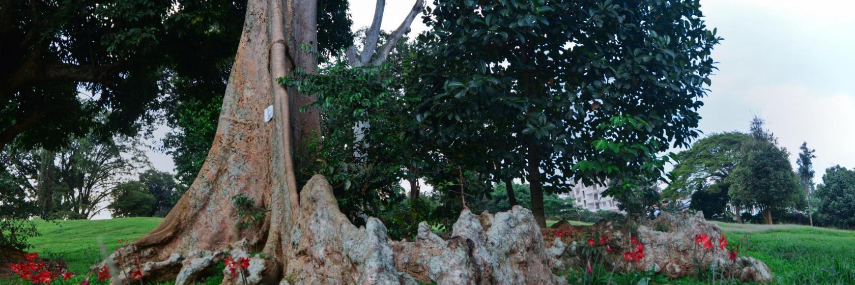 Entebbe Botanical Garden